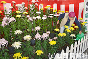 甲賀市内の菊花展写真