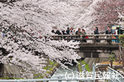 琵琶湖疎水桜写真