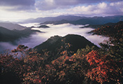高島市朽木小入谷・雲海に浮かぶ紅葉写真