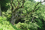 栃ノ木峠の栃の巨木写真