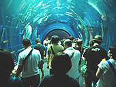 琵琶湖博物館トンネル水槽写真