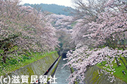 大津市・琵琶湖疏水沿いの桜写真