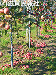 マキノピックランドりんご園で落果したりんご写真
