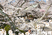 大津市・天孫神社の桜写真