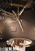 琵琶湖博物館・マイクロアクアリウム写真