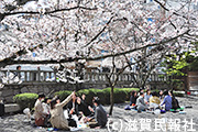 大津市・天孫神社の桜写真