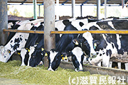 甲賀市・山田牧場の乳牛写真