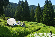 東近江市・永源寺政所の茶畑写真
