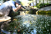 地蔵川の梅花藻写真