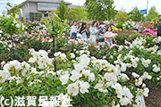 庄堺公園のバラ写真