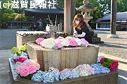 水口神社の花手水写真