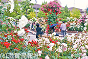 彦根市・庄堺公園のバラ写真