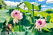近江妙蓮写真