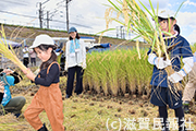 滋賀の農と食を守る会稲刈り体験写真
