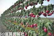 赤カブラの天日干し（愛荘町）写真